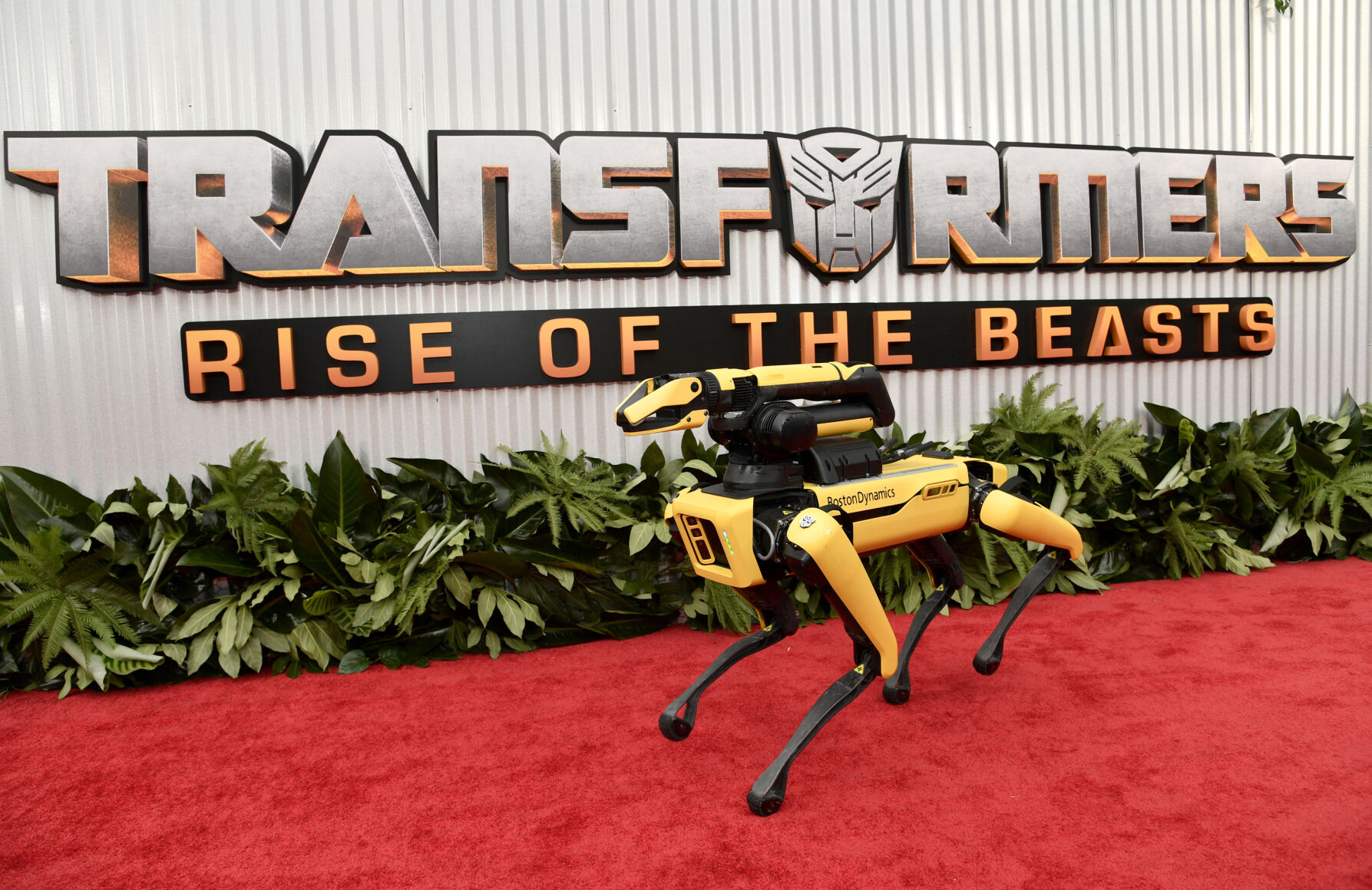Boston Dynamics' robot Spot appears on the red carpet at the premiere of "Transformers: Rise of the Beasts" at the Kings Theater on Monday, June 5, 2023, in New York.